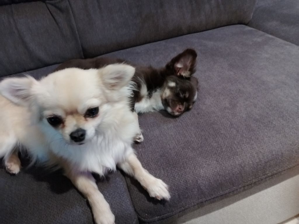 Les Chihuahua de l'affixe Du Royaume Des Anges De Lylu
