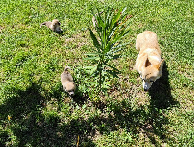 Du Royaume Des Anges De Lylu - Welsh Corgi Pembroke - Portée née le 31/05/2024