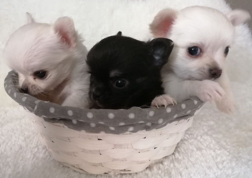 chiot Chihuahua Du Royaume Des Anges De Lylu