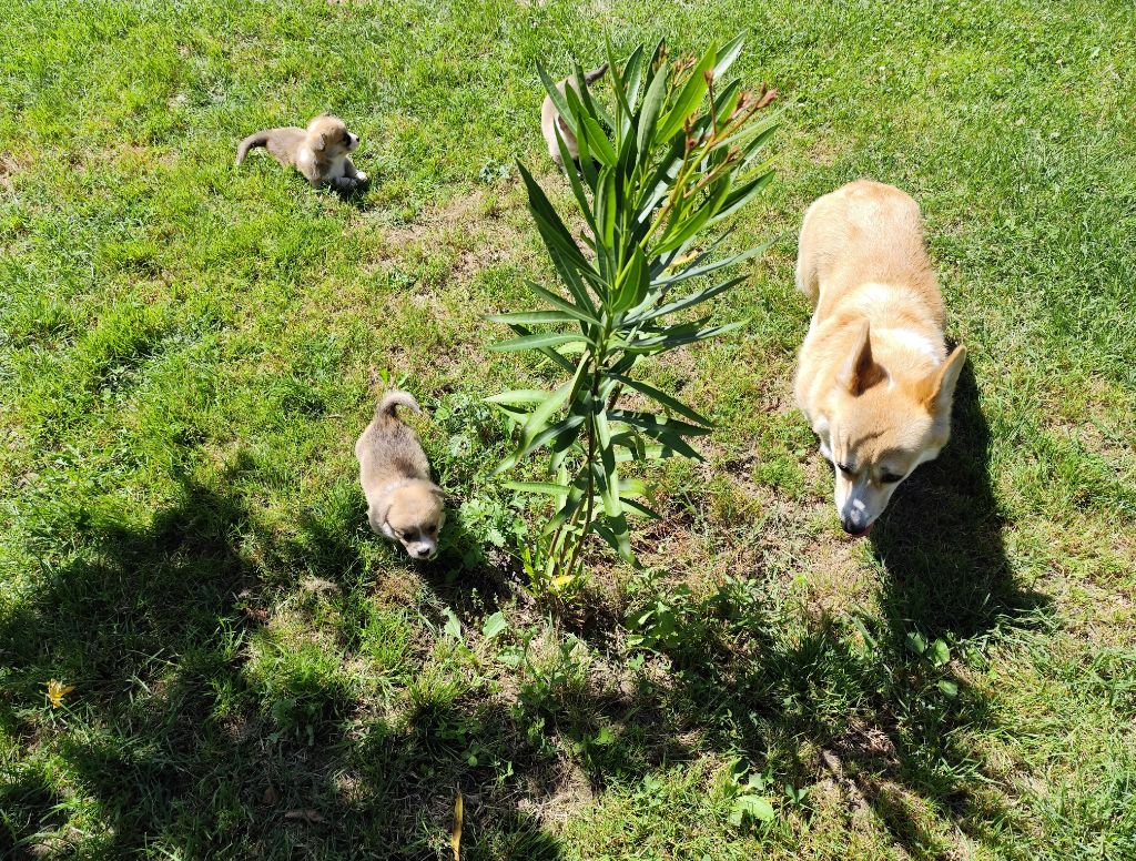 chiot Welsh Corgi Pembroke Du Royaume Des Anges De Lylu