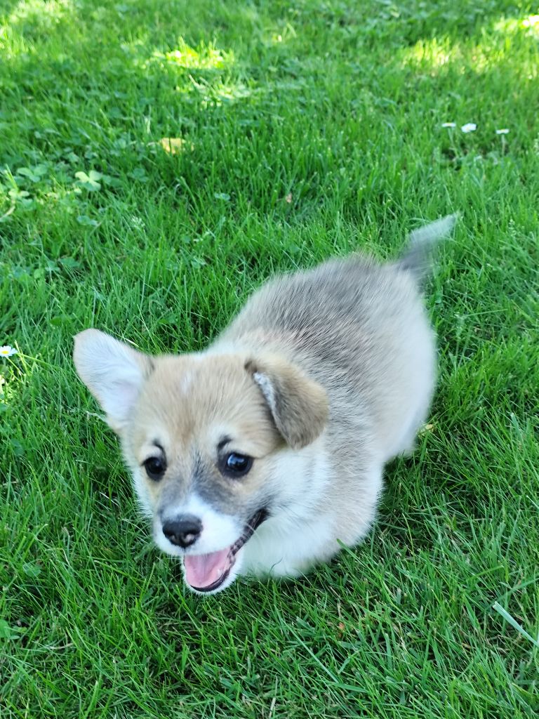 Du Royaume Des Anges De Lylu - Chiots disponibles - Welsh Corgi Pembroke