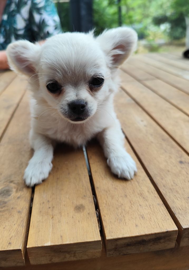 Du Royaume Des Anges De Lylu - Chiots disponibles - Chihuahua