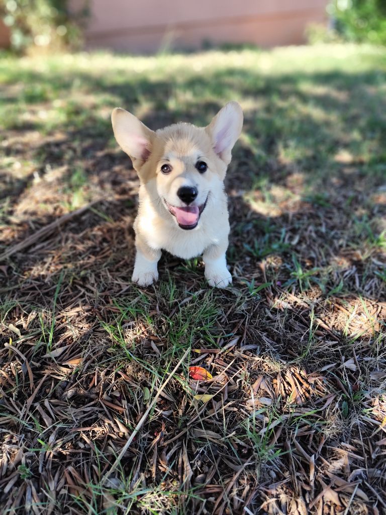 Du Royaume Des Anges De Lylu - Chiots disponibles - Welsh Corgi Pembroke