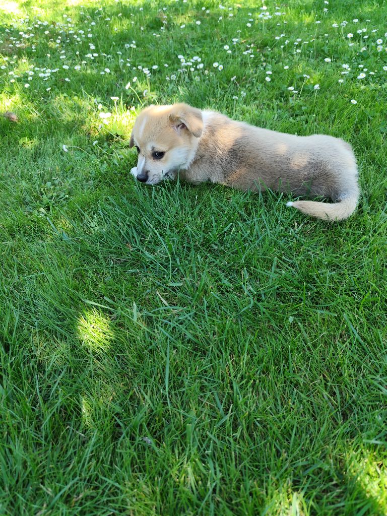 Du Royaume Des Anges De Lylu - Chiots disponibles - Welsh Corgi Pembroke