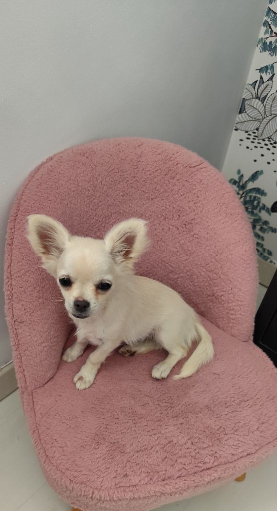 Du Royaume Des Anges De Lylu - Chiots disponibles - Chihuahua