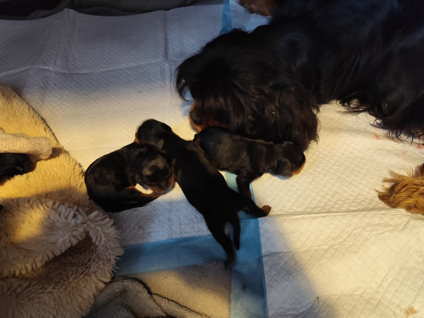 Chiot Cavalier King Charles Spaniel Du Royaume Des Anges De Lylu