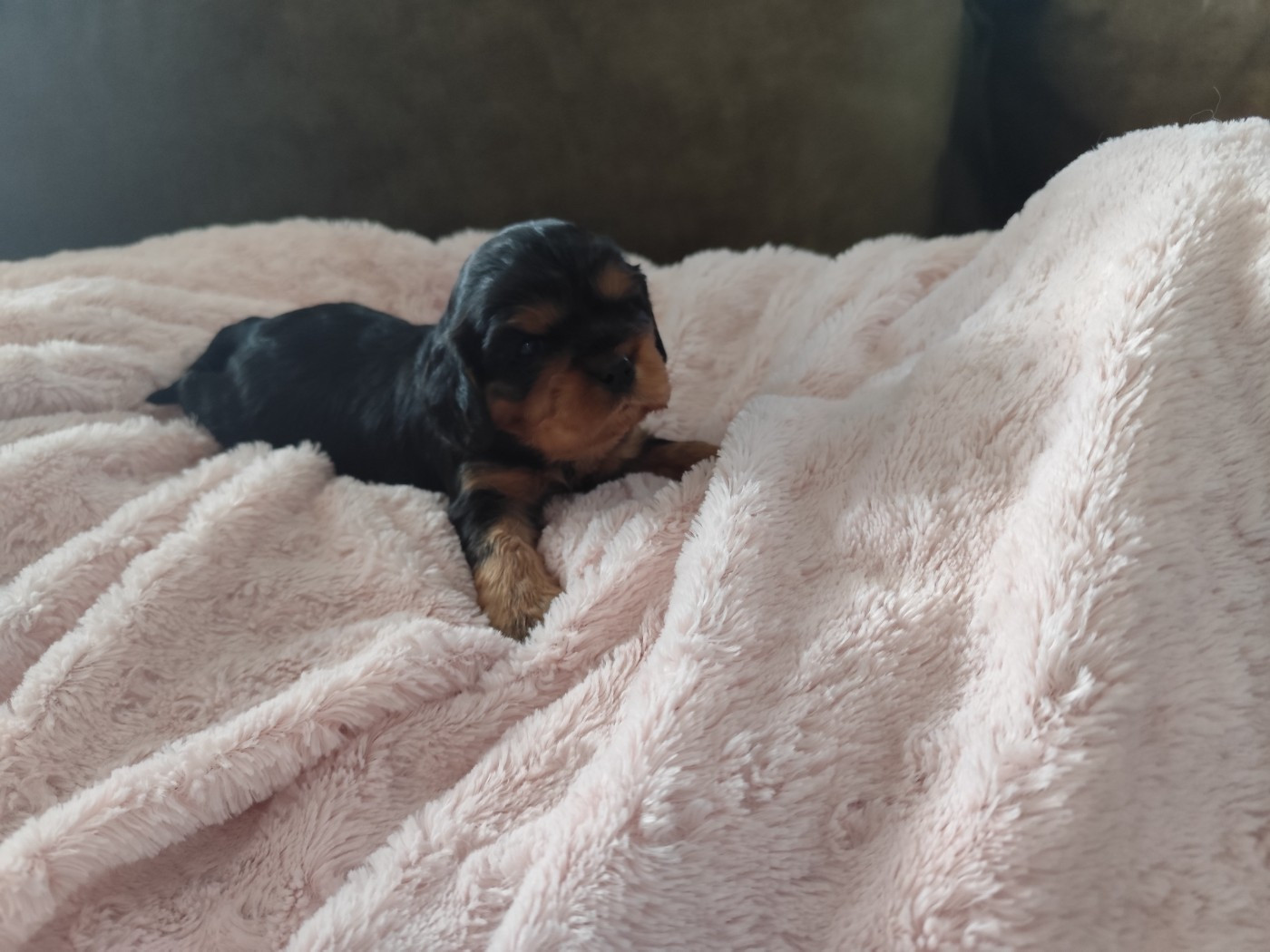 Du Royaume Des Anges De Lylu - Chiots disponibles - Cavalier King Charles Spaniel