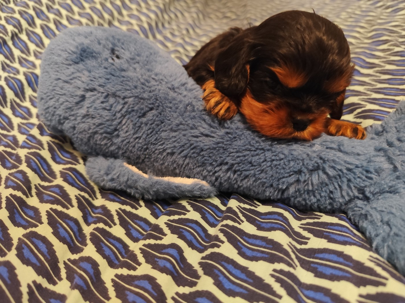 Du Royaume Des Anges De Lylu - Chiots disponibles - Cavalier King Charles Spaniel