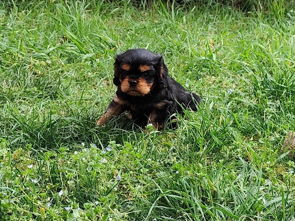 Du Royaume Des Anges De Lylu - Chiots disponibles - Cavalier King Charles Spaniel