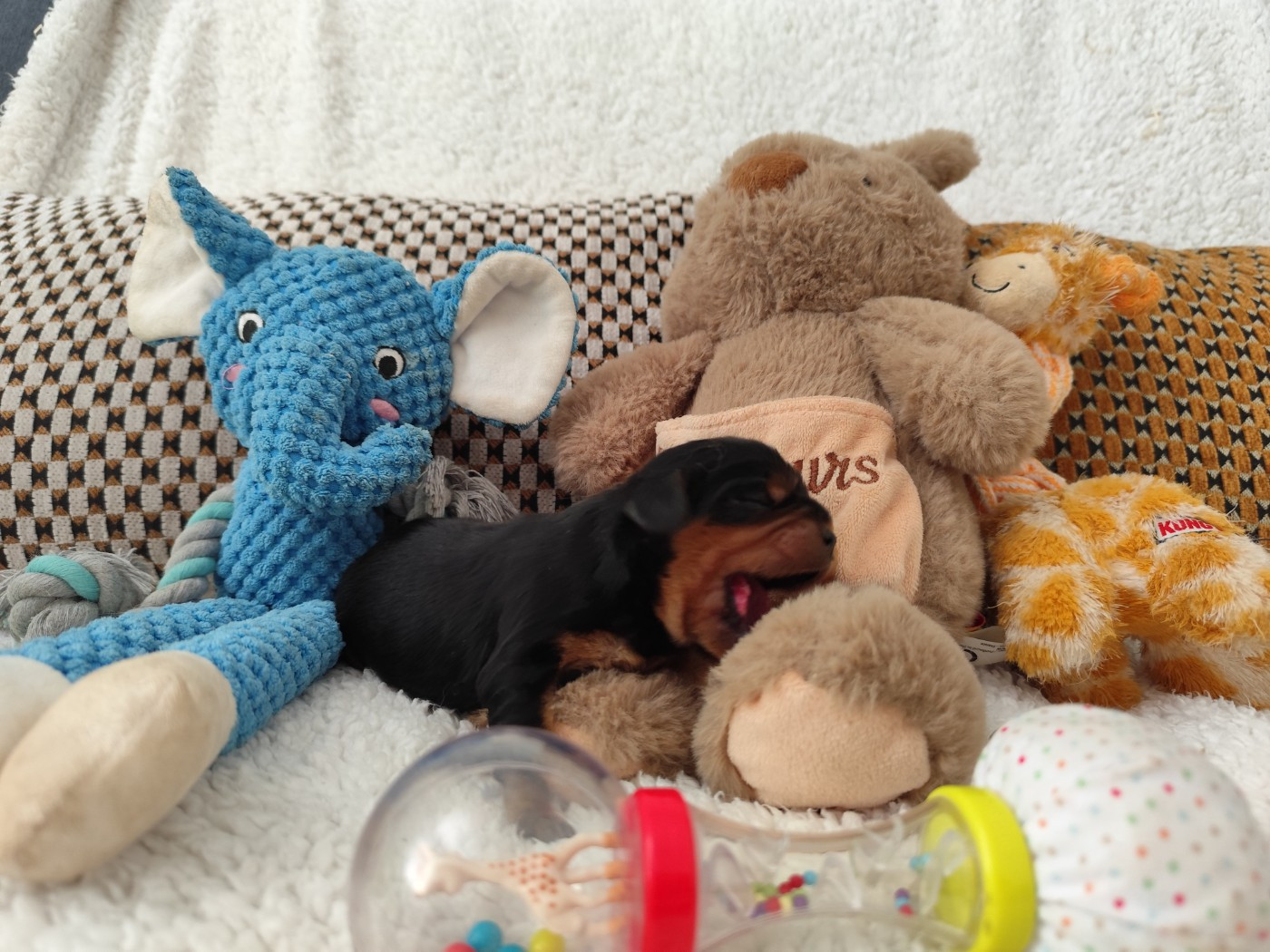 Du Royaume Des Anges De Lylu - Chiots disponibles - Cavalier King Charles Spaniel