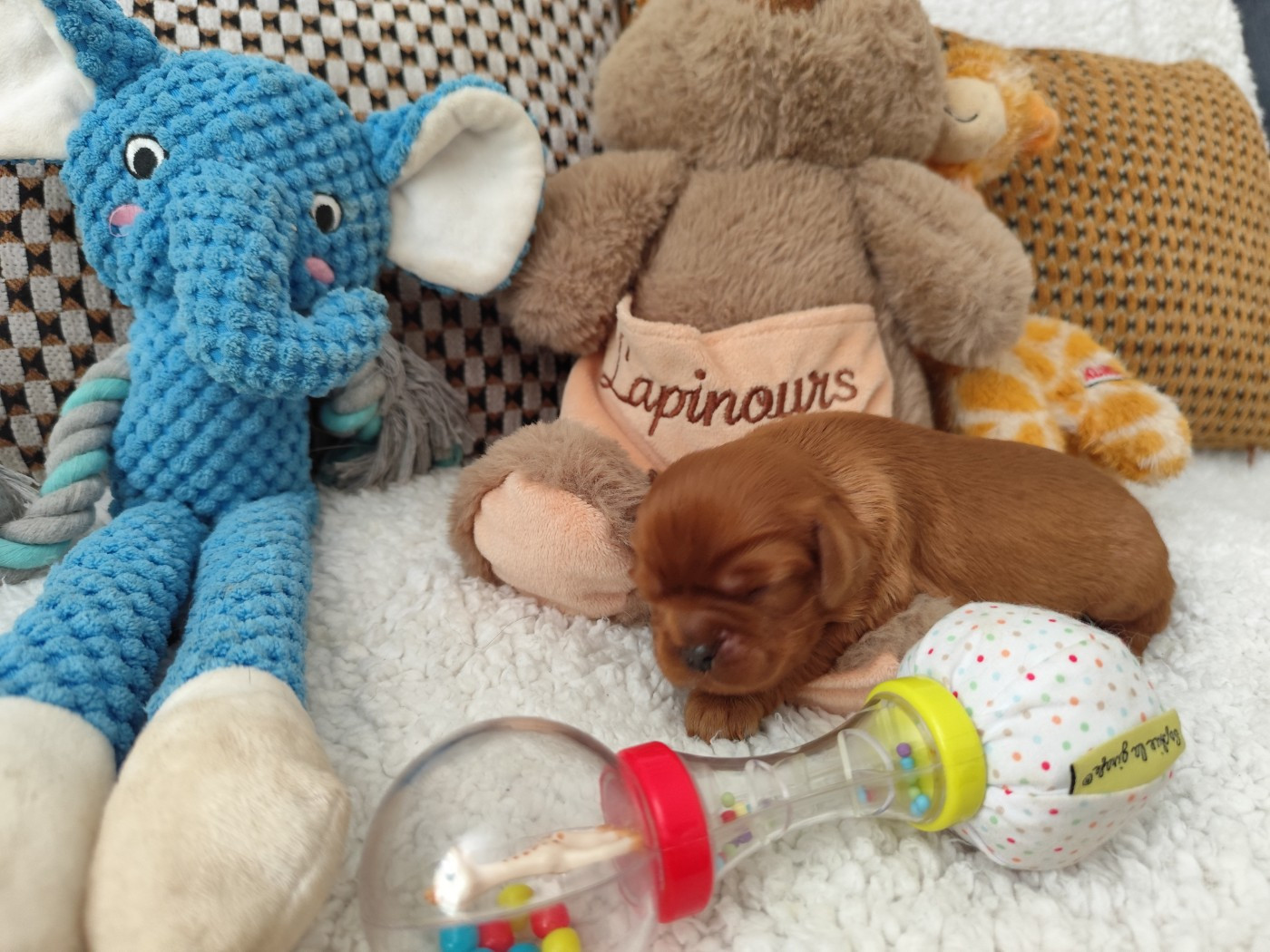 Du Royaume Des Anges De Lylu - Chiots disponibles - Cavalier King Charles Spaniel