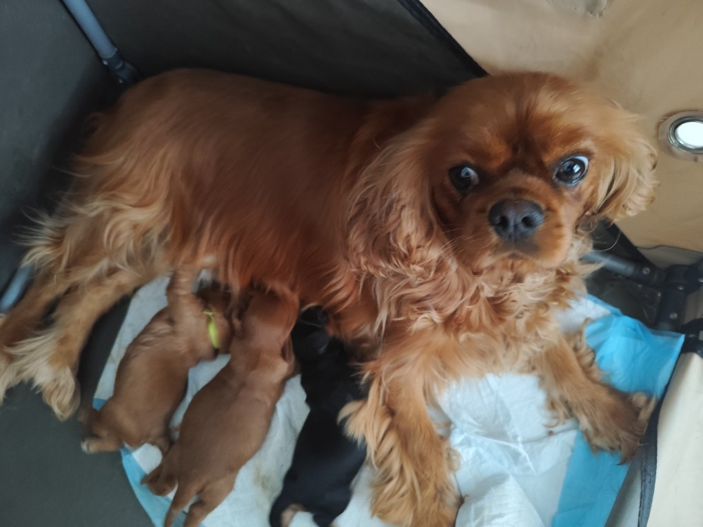 Chiot Cavalier King Charles Spaniel Du Royaume Des Anges De Lylu