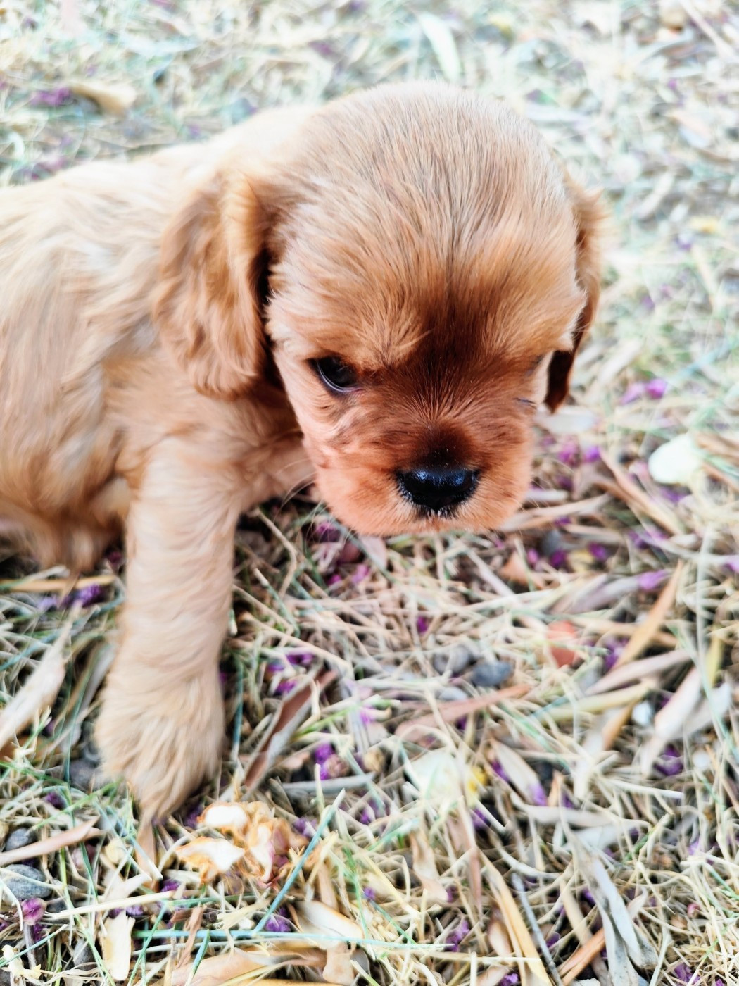 Du Royaume Des Anges De Lylu - Chiots disponibles - Cavalier King Charles Spaniel