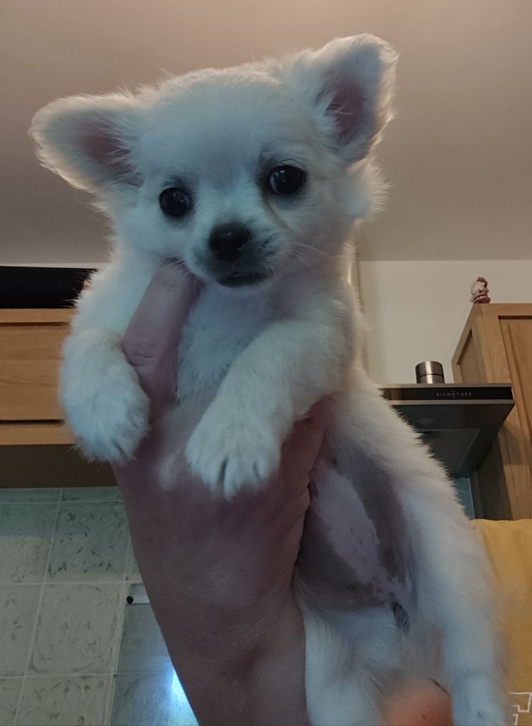 Du Royaume Des Anges De Lylu - Chiots disponibles - Chihuahua
