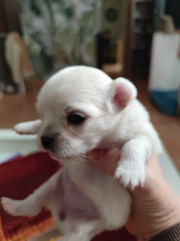 Du Royaume Des Anges De Lylu - Chiots disponibles - Chihuahua