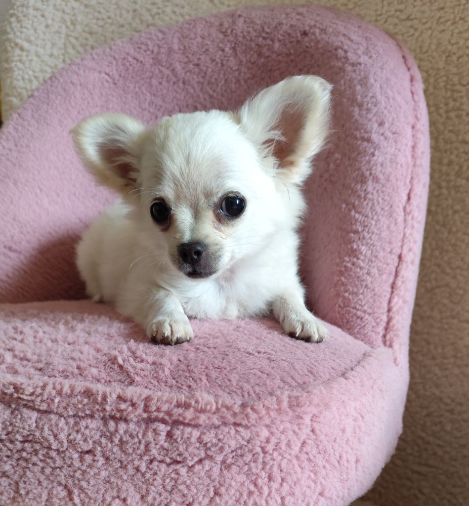 Du Royaume Des Anges De Lylu - Chiots disponibles - Chihuahua