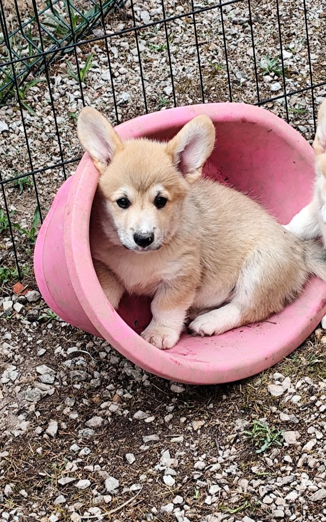 Du Royaume Des Anges De Lylu - Chiots disponibles - Welsh Corgi Pembroke