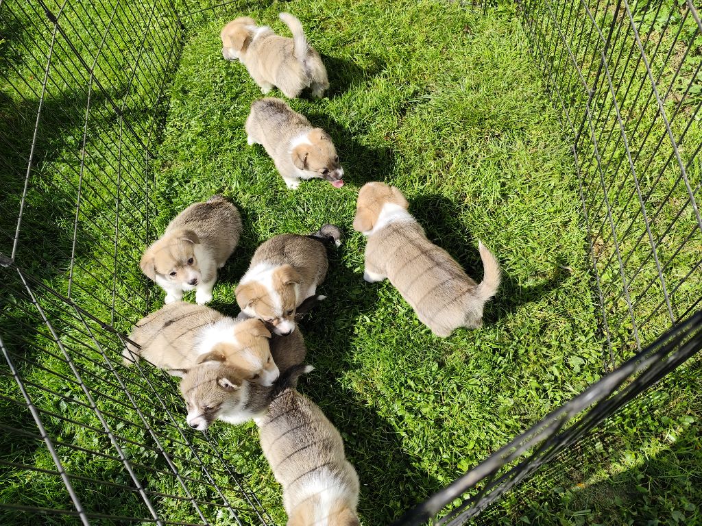 Chiot Welsh Corgi Pembroke Du Royaume Des Anges De Lylu