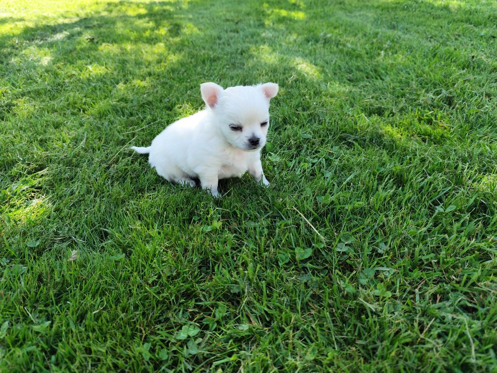 Du Royaume Des Anges De Lylu - Chiots disponibles - Chihuahua