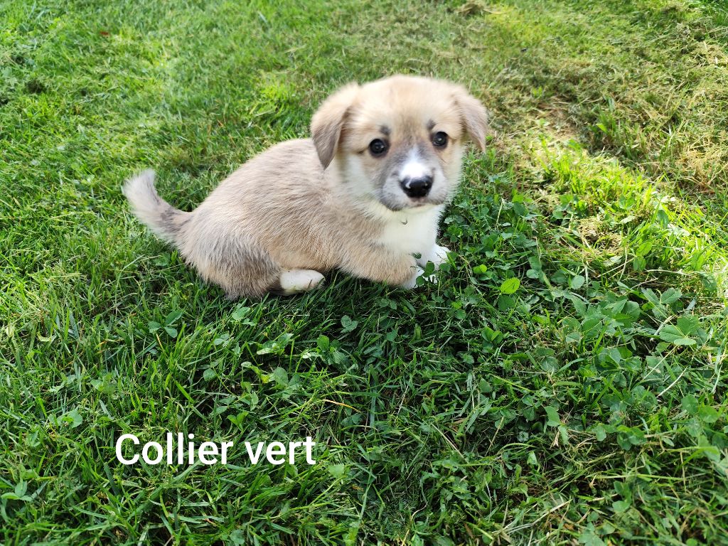 Du Royaume Des Anges De Lylu - Chiots disponibles - Welsh Corgi Pembroke