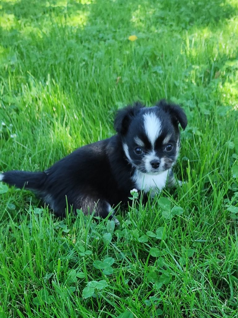Du Royaume Des Anges De Lylu - Chiots disponibles - Chihuahua