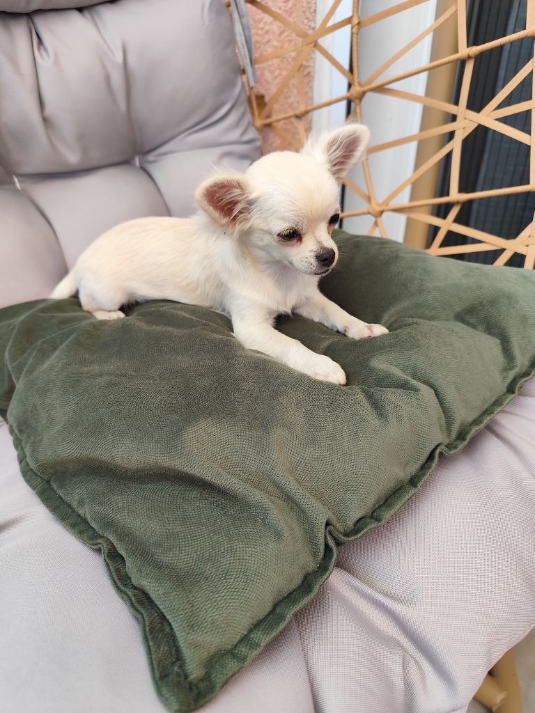Du Royaume Des Anges De Lylu - Chiots disponibles - Chihuahua